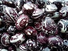 Purple White Stallard Seeds for Planting heirloom & Non-GMO Seeds