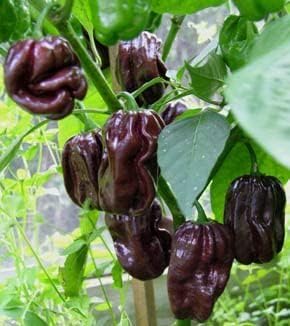 Chocolate Pepper Vegetable Seeds for Planting heirloom & Non-GMO Seeds