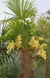 Heirloom Non-GMO Trachycarpus Flower Seeds for Planting – Tropical-Looking Hardy Palm Blooms
