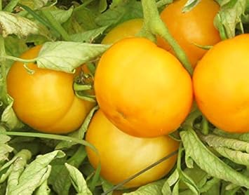 Tomato Seeds for Planting, Yellow, 100 pcs