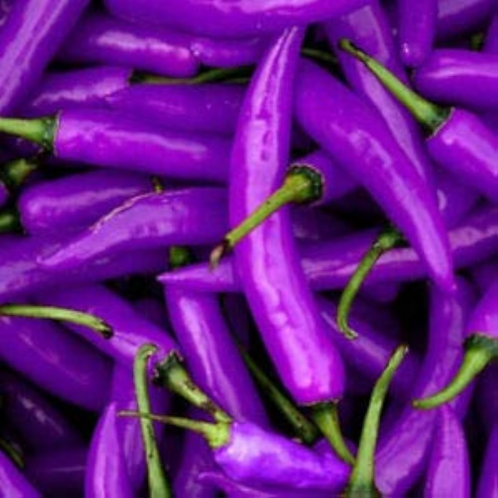 Sweet (pepper Capsicum annuum extremely rare organic) for planting in garden