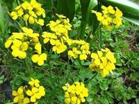 Heirloom Non-GMO Wallflower Seeds for Planting – Fragrant Spring Blooms for Pollinator Gardens - Non-GMO for planting in home garden