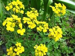 Heirloom Non-GMO Wallflower Seeds for Planting – Fragrant Spring Blooms for Pollinator Gardens - Non-GMO for planting in home garden