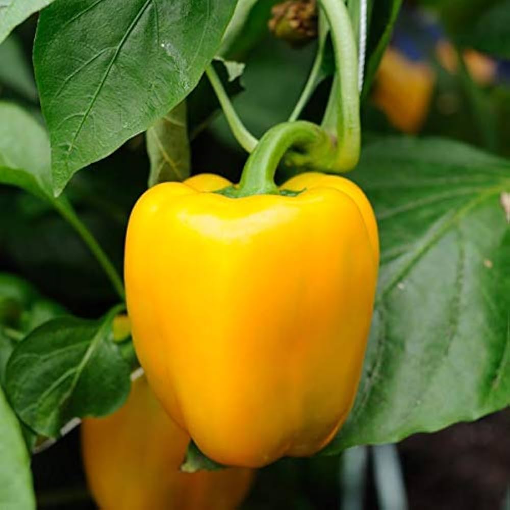 Sunbright Paprika seeds – Gold Vault jumbo-size sweet pepper variety