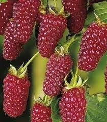 Tayberry fruit seed set