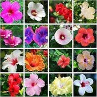 Hibiscus Flower Seeds Heirloom Non GMO Planting - 100