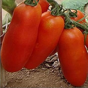 Light Red Tomato Solanum lycopersicum for planting in urban garden