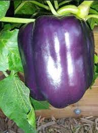 Sweet Pepper Seeds for Planting - 100 pcs