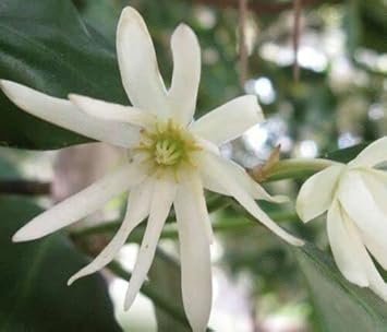 Heirloom Non-GMO Illicium Verum Plant Seeds – Star Anise Spice Seeds for Garden Planting