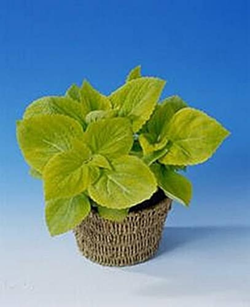 Coleus - Giant for planting in home garden