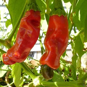 Peter Chili Capsicum annuum seeds for garden planting