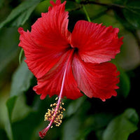 Hibiscus flower Hibiscus moscheutos Belle Disk seeds for planting in sunny backyard gardens or containers
