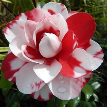 Camellia Impatiens Flower Seeds for Planting Shade Garden NON GMO Seeds