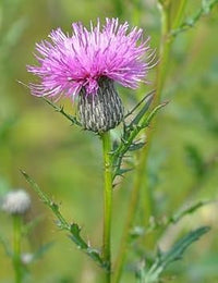 Cirsium Muticum Flower Seeds – Heirloom Non-GMO Seeds for Pollinator-Friendly Wildflower Garden Planting - Muticum for planting in home garden