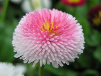 Heirloom Non-GMO Pink White Bellis Perennis Flower Seeds for Garden Borders Planting