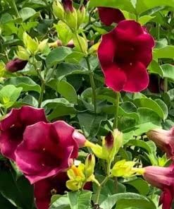Heirloom Non-GMO Red Oxalis Versicolor Flower Seeds for Garden Planting – Candy Cane Blooms