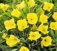 Oenothera Missouriensis Flower Seeds – Heirloom Non-GMO Seeds for Evening Bloom and Garden Planting