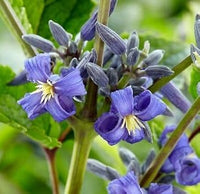 Heirloom Clematis Heracleifolia Flower Seeds, Non-GMO Perennial Blooms for Planting