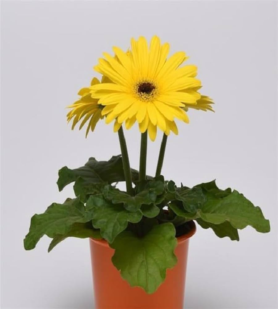 Gerbera Hybrid Perennial Flower Seeds for Home and Garden