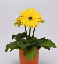 Gerbera Hybrid Perennial Flower Seeds for Home and Garden