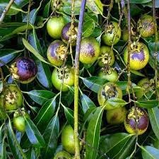 Jujube Zizyphus Fruit Seeds for Planting - Prolific Fruit-Producing Trees for Home Garden, Heirloom Seeds