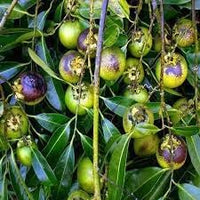 Jujube Zizyphus jujuba seeds for planting in home garden