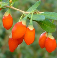 Goji Berry Lycium barbarum orange variety seeds for planting in home garden