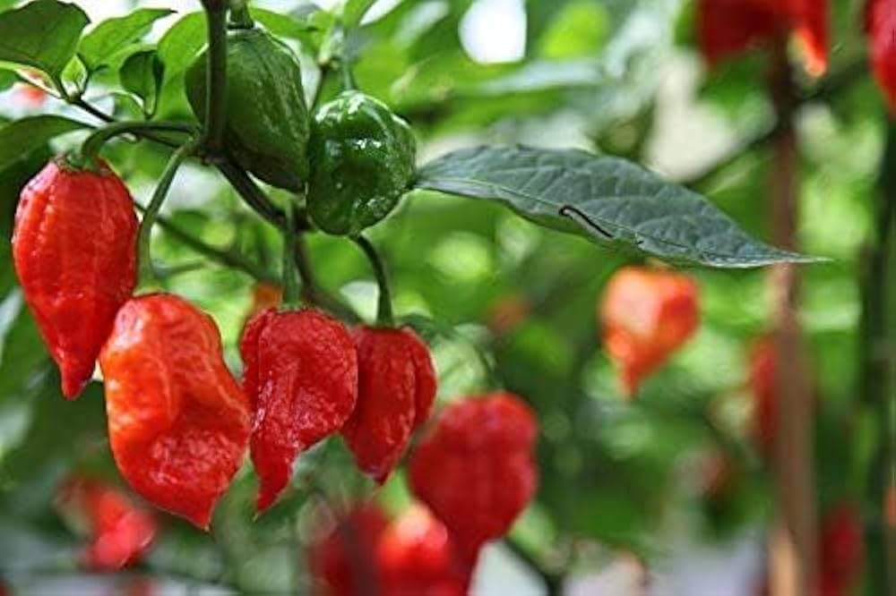 Trinidad Scorpion Seeds for growing ultra-hot chili peppers with extreme heat, perfect for spicy sauces, salsas, and home gardening.