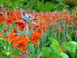 Cockburniana Flower Seeds for Planting - 100 pcs