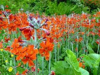 Cockburniana Flower Seeds for Planting - 100 pcs