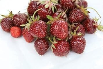 Strawberry Fruit Seeds - Burgundy Color Variety, Ideal for Home Garden, GMO Free