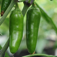 Chilli- Jalapeno