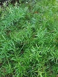 Sprengeri Plant Seeds Heirloom Non GMO Planting - 100 for planting in home garden