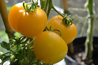 Tomato Vegetable Seeds for Planting – Bright Yellow Hybrid Variety - heirloom & Non GMO Seeds