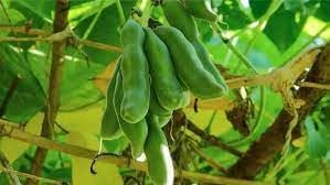 Macuna Vegetable Seeds for Planting heirloom & Non-GMO Seeds