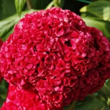 Heirloom Non-GMO Rooster Flower Seeds for Planting – for Bold Garden Displays