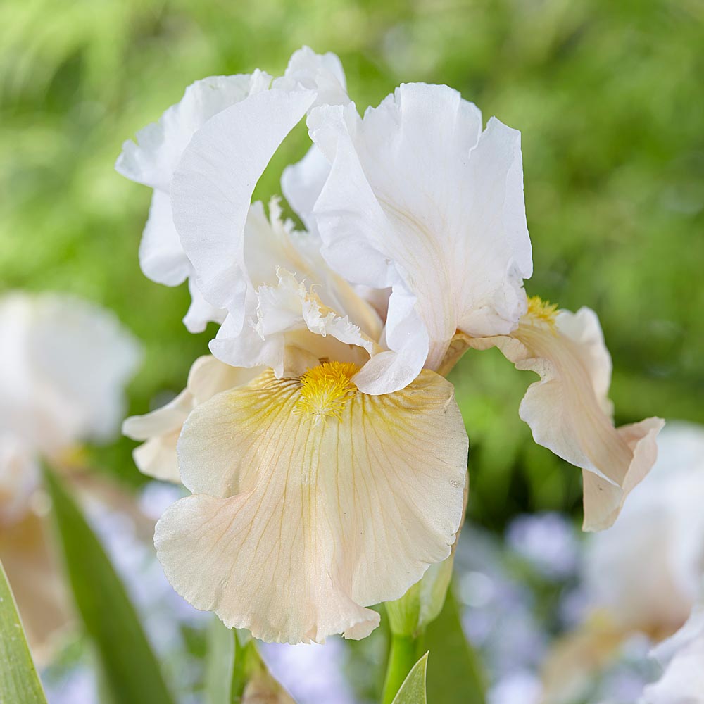 Champagne Elegance Reblooming Bearded Iris