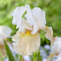 Champagne Elegance Reblooming Bearded Iris