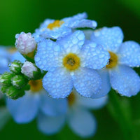 Myosotis Sylvatica Grass Seeds Green Garden Plant