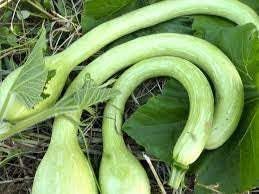 Trombocino Vegetable Seeds for Planting, 100 pcs