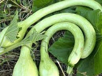 Trombocino Vegetable Seeds for Planting, 100 pcs