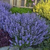 Heirloom Non-GMO Nepeta Mussinii Flower Seeds for Garden Planting – Fragrant Pollinator-Friendly Blooms