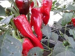 D'Espelette Pepper Seeds for Planting heirloom & Non-GMO Seeds