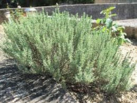Sage Teucrium Scorodonia Flower Seeds for Planting ,Heirloom Seeds