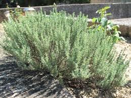 Sage Teucrium Scorodonia Flower Seeds for Planting ,Heirloom Seeds