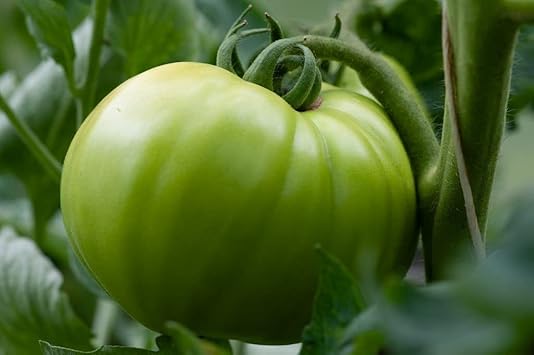 Green Tomato Solanum lycopersicum seeds for garden planting