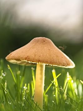Dark Gray Mushroom Seeds for Planting - 100 pcs