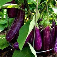 Brinjal Vegetable Seeds for Planting heirloom & Non-GMO Seeds