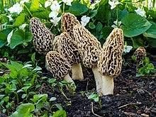 Morel Mushroom Seeds for Planting, Brown, 100 pcs