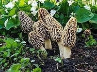 Morel Mushroom Seeds for Planting, Brown, 100 pcs